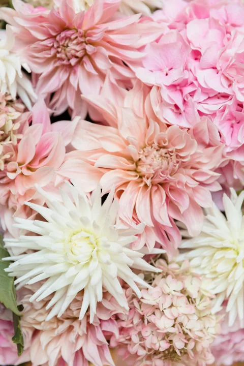 Wand aus rosa und cremefarbenen Dahlien