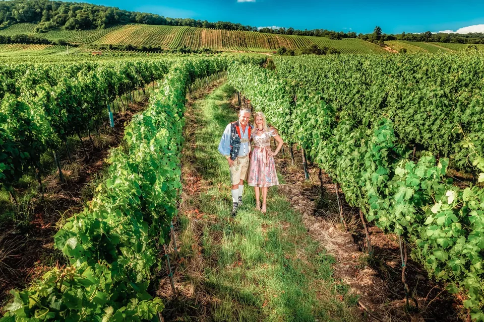 View of the vineyards directly behind Schreiberhaus in Neustift am Walde